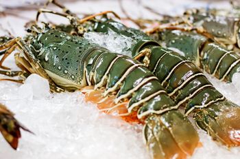 Bulk Trade Frozen Blue Squat Lobster BQF Process Whole Competitive Factory Price Export Quality Delivery - TRADECENTRIC LLC - United States