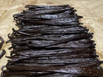A Grade Thaitensis Vanilla Beans from Tingana Forest Conservation BG Inc A Grade Thaitensis Vanilla Beans - Tingana Forest Conservation BG Inc - Papua New Guinea