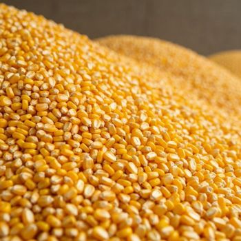Hot Sale Yellow Corn Maize High Quality Dried Corn for Animal Feed Poultry Feed and Food Processing Bulk Supply - agroturaspzoo - Poland