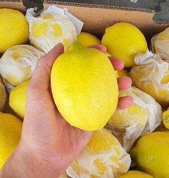 Fresh Eureka Lemon From THAI Color Yellow Harvest Time Sep Shelf Life 2 YEARS Features Gluten-Free Aroma Strong Fragranc - Thai Agri Company - Thailand