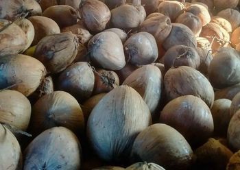 Coconut old - PT RAGIL JAYA MANDIRI PROJECT - Indonesia