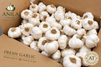 Fresh Garlic - Anila Trade - Iran