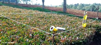 organic tea Purity Grown Without Synthetic Chemicals Sustainability Commitment To Sustainability Appearance Natural Aroma And Taste Of Real - Kenya Organic Tea Broker - Kenya
