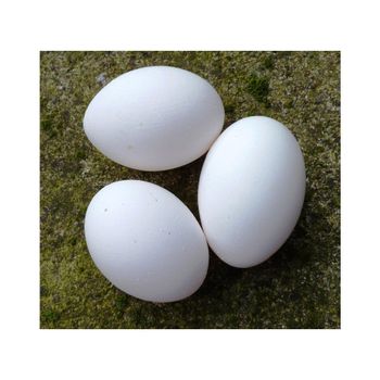 Farm Fresh Chicken Table Eggs  - Mutlu Et Mustafa - France