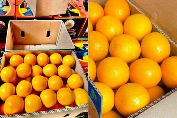 FRESH ORANGES from South Africa - Mundus Exports Pty Ltd - South Africa