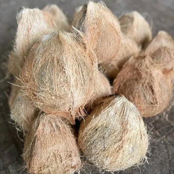 Semi Husk Coconut - SEENIZ EXIM - India