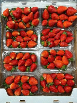 FRESH BERRIES - STE KHALIFA INTERNATIONALE DE COMMERCE KINTCOM - Tunisia