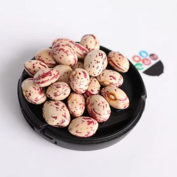 Raw Fresh Mottled Pinto Beans whole Pinto Bean for food OEM ODM Client Packaging - TRADECENTRIC LLC - United States