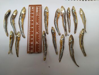 Dried Anchovies sprat fish Form Whole Delivery Form Other - IQBAL & SONS - Pakistan