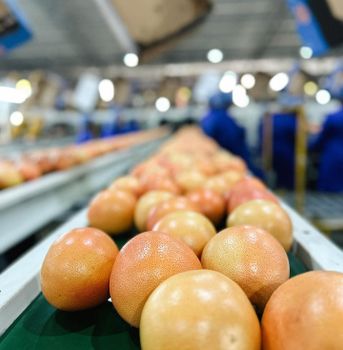 Fresh Quality Grapefruit Available Now Organic Yes Color Red, Yellow Origin South Africa Degree of Processing Fresh - NINE FRUITS EXPORTS (PTY) LTD - South Africa