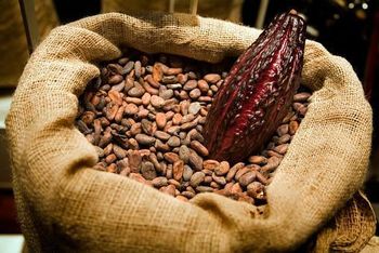 Cocoa beans – product photo, Fermented Cocoa Beans products found from trusted suppliers, wholesalers, manufacturers & exporters Listing
