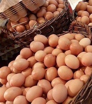 Fertile Poultry Rose Island Hatching Eggs For Incubator Hatching And Natural Brooding from CPW TRADE LTD Fertile Poultry Rose Island Hatching Eggs For Incubator Hatching And Natural Brooding - CPW TRADE LTD - United Kingdom