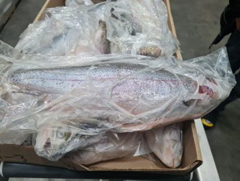 Frozen trout fish Certification Canadian Food Inspection Agency Certified Form Dried, Fresh, Frozen, Cooked, Frozen, Raw, Whole Frozen, - Nocavi Food Ltd - Canada