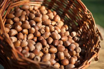 Fresh Acorns Whole Seeds Natural Forest Product Rich In Fiber Smooth Texture Ideal For Traditional Food Use Animal Feed And Bulk Supply Buy Now Fast Delivery Premium Quality Wholesale - wood traders - Poland