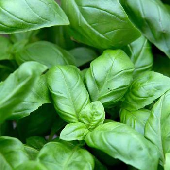 Basil Genovese, year round supply. Highest quality. - HydroHerb LLC - Georgia