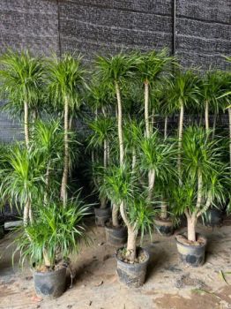 Dragon Tree Dracaena Draco Garden Tree for Ornamental Plants Wholesale - Guangzhou Yihe Gardening Co., Ltd. - China