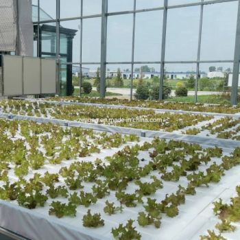 Dwc Deep Water Culture Hydroponics System with Floating Raft in Greenhouse - Shouguang Zenong Greenhouse Engineering Co., Ltd. - China