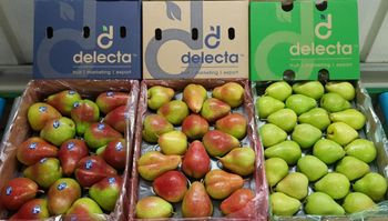 Fresh South African Pears for sale Organic Yes Origin South Africa Degree of Processing Fresh Variety Abbé Fétel, Forelle, Packhams, Rosemary, Williams Bon Chrétien - NINE FRUITS EXPORTS (PTY) LTD - South Africa