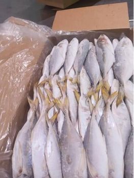 Horse mackerel - FISHERIES INTL - Mauritania