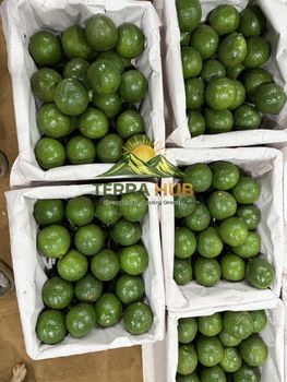 FRESH VIETNAM AVOCADO - TERRA HUB LIMITTED COMPANY - Vietnam