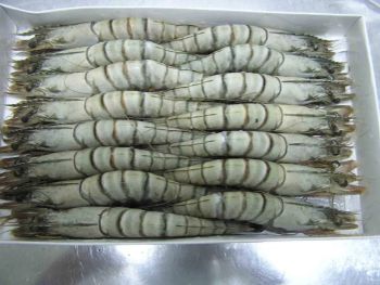 Frozen Red Prawns / Frozen Fresh Shrimp Seafood / Black Tiger Prawn / Fresh Frozen Prawn / Vannamei - VERTEX TRADING LIMITED - United Kingdom