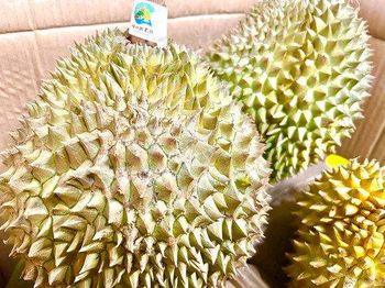 Frozen whole Monthong durian Origin Vietnam Texture Frozen Whole Certifications Haccp, Iso Supply Stability Stable - NEXT international inc. - Japan