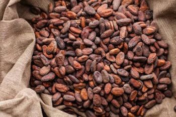 Raw Cacao Beans,Dried Cocoa Beans - malter group - Tanzania
