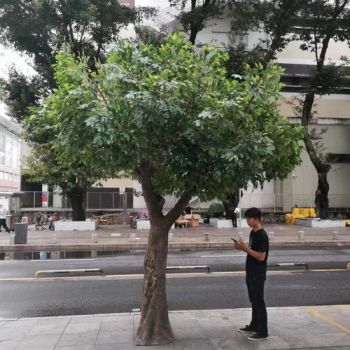 Large Outdoor Decorative Green Artificial Ficus Banyan Trees Fiberglass - Shenzhen Shangpin Flower Art Design Co., Ltd. - China
