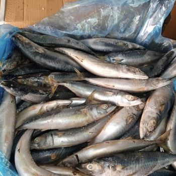 Frozen Atlantic Mackerel is a premium-grade fish, Cut Other Texture Firm Texture Flavor Natural Flavor Freshness Level Frozen - SILVERSTONE IMPORT AND EXPORT LIMITED - Tanzania