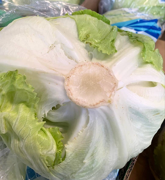 FARM FRESH LETTUCE - Suitable for Salads, Sandwiches, And Culinary - Sosa Merchant Solutions - Austria