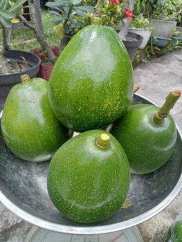Fresh Avocado Indonesia - Miki Variety Fruit Type Avocado - Permana Nusantara Ekspor - Indonesia