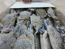 Frozen blue swimming crab Fat ≤ 2% Ash ≤ 2% Ph 6.2 – 7.0 Salt Nacl ≤ 1.5% Protein 18 – 22% Moisture 75 – 80% Origin South - BF GLOBAL TRADING (PTY) LTD - South Africa