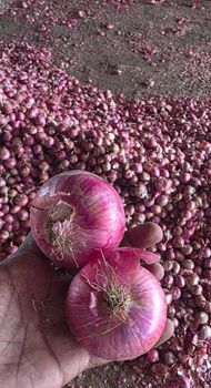 Fresh Red Onion – product photo, Dried Red Onion products found from trusted suppliers, wholesalers, manufacturers & exporters Listing