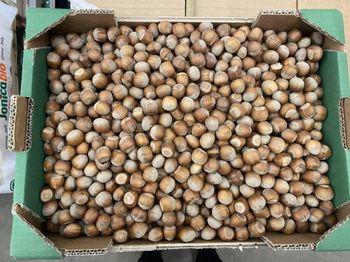 Azerbaijani Hazelnuts - Goicha LLC - Azerbaijan