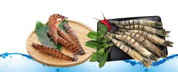Frozen Sea Tiger Shrimp Supplier & Exporter India | Black Tiger Prawns | HOSO, HLSO & Peeled | Bulk Wholesale Seafood from AMAZE SEAFOOD TRADE Frozen Sea Tiger Shrimp Supplier & Exporter India | Black Tiger Prawns | HOSO, HLSO & Peeled | Bulk Wholesale Seafood - AMAZE SEAFOOD TRADE - India