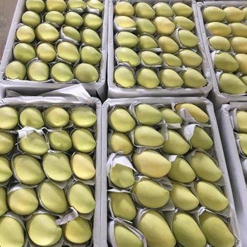 Fresh MangoPremium Quality Mango 100% Fresh Fruits - Linda Whatsap 0084 989 322 607 from Sunrise Ins Group Fresh MangoPremium Quality Mango 100% Fresh Fruits - Linda Whatsap 0084 989 322 607 – product photo, Fresh Green Mango products found from trusted suppliers, wholesalers, manufacturers & exporters Listing