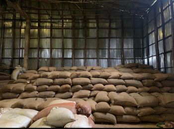 Grade 3 natural dry new crop - Adakena Trading PLC - Ethiopia