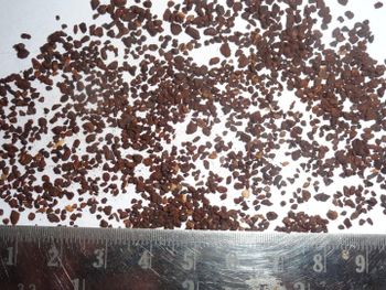 ROASTED CHICORY TBC Grade FOOD Packaging HDPE Color DARK BROWN Max. Moisture (%) 8% Shelf Life 24 MONTHS Place of Origin INDIA - ADEPT IMPEX PVT LTD - India