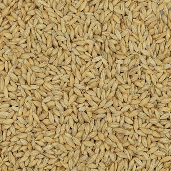 Wholesale Natural Organic First Grade Animal Feed Barley 50Kg Bag From with 2 Year Shelf Life - TRADECENTRIC LLC - United States