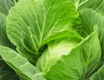 Fresh White Cabbage, 1.2 to 2 KG per head Organic Yes Origin Other Head Weight 1.2–2 Kg Freshness Level Fresh Packaging 20 Kg Mesh Bag - PT FRAYAN FRUITS INTERNATIONAL - Indonesia