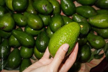 Avocado from ADWA Solutions LLC Avocado - ADWA Solutions LLC - United States