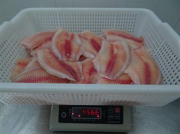 Tilapia Filit - GAIN OCEAN FOOD CO., LTD. - China