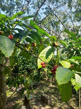 Coffee Beans from PT SIBASAR COFFEE SEJAHTERA Coffee Beans – product photo, Instant Coffee Mix products found from trusted suppliers, wholesalers, manufacturers & exporters Listing
