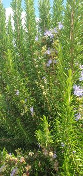 rosemary leaves Packaging pp - Herbo company - Morocco