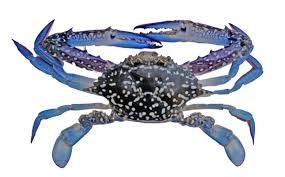 Blue swimming crab live or frozen Size - Visi Niaga prima - Indonesia
