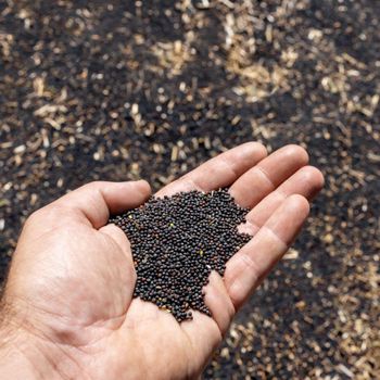 Canola Seeds Purity Very Pure Delivery Safety Safely Grade Top Quality Grade Shipping Method Anonymously Packaging As Per Buyer Request - TC-MONTAGEM INDUSTRIAL LTD - Brazil