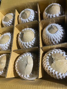 Top Quality Premium Fresh Young Coconut (Diamond shape) from Thailand (Best Price & Low MOQ) - Pongsamutthara - Thailand