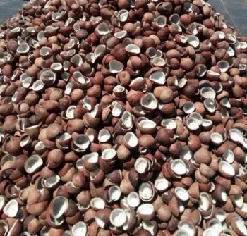 Copra Water Content 7% Shape Splits Or Pieces Oil Content Approximately Raw Material Mature Coconut Condition Clean, Dry, Mold-free - Pesona Cahaya Keberuntungan - Indonesia