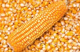 maize