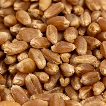 Bulk Supply Of Fresh Durum Wheat With High Purity And Excellent Quality Premium And Natural Wheat For Export - AGRO AFRIQUE COMPANY LIMITED - Tanzania